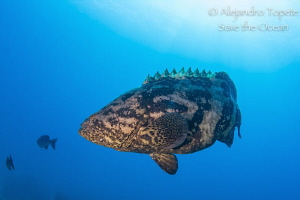 Goliat Gruper with Sun, Gardens of the Queen Cuba by Alejandro Topete 